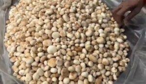 Wild Mushroom Food Poisoning 2