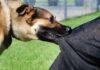 Nirsa Dog Attack News: धनबाद के निरसा में आवारा कुत्तों का आतंक, एंटी रेबीज वैक्सीन नहीं मिलने पर लोगों का प्रदर्शन