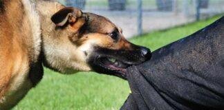 Nirsa Dog Attack News: धनबाद के निरसा में आवारा कुत्तों का आतंक, एंटी रेबीज वैक्सीन नहीं मिलने पर लोगों का प्रदर्शन Nirsa Dog Attack News: धनबाद के निरसा में आवारा कुत्तों का आतंक, एंटी रेबीज वैक्सीन नहीं मिलने पर लोगों का प्रदर्शन