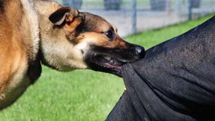 Nirsa Dog Attack News: धनबाद के निरसा में आवारा कुत्तों का आतंक, एंटी रेबीज वैक्सीन नहीं मिलने पर लोगों का प्रदर्शन Nirsa Dog Attack News: धनबाद के निरसा में आवारा कुत्तों का आतंक, एंटी रेबीज वैक्सीन नहीं मिलने पर लोगों का प्रदर्शन