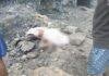 Hazaribagh Illegal Coal Mine Accident: कोयला खदान में चाल धंसी, 2 मजदूरों की मौत; शव छिपाने की चर्चा से मचा हड़कंप