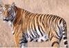 Garhwa Tiger Attack: तेवाली गांव के जंगल में बाघ ने पालतू भैंस को बनाया शिकार, ग्रामीणों में दहशत