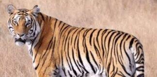 Garhwa Tiger Attack: तेवाली गांव के जंगल में बाघ ने पालतू भैंस को बनाया शिकार, ग्रामीणों में दहशत