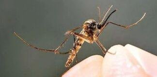 Jamshedpur Dengue Alert: डेंगू के 5 संदिग्ध मरीज मिले, मलेरिया के 35 केस भी सामने आए