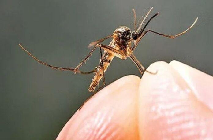 Jamshedpur Dengue Alert: डेंगू के 5 संदिग्ध मरीज मिले, मलेरिया के 35 केस भी सामने आए