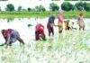 Jharkhand Kharif 2026: बारिश की कमी के बावजूद 69% धान की रोपाई पूरी, पलामू और गढ़वा में सूखे का असर