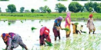 Jharkhand Kharif 2026: बारिश की कमी के बावजूद 69% धान की रोपाई पूरी, पलामू और गढ़वा में सूखे का असर