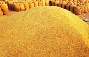 Jharkhand Market: कम बारिश का असर बाजार पर, धान की आवक घटी, Ranchi में चावल हुआ महंगा
