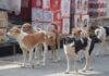 Ranchi Dog Shelter: बड़गाई में बनेगा पशु आश्रय और जन्म नियंत्रण केंद्र, 2.1 करोड़ रुपये जारी