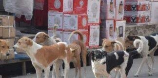Ranchi Dog Shelter: बड़गाई में बनेगा पशु आश्रय और जन्म नियंत्रण केंद्र, 2.1 करोड़ रुपये जारी