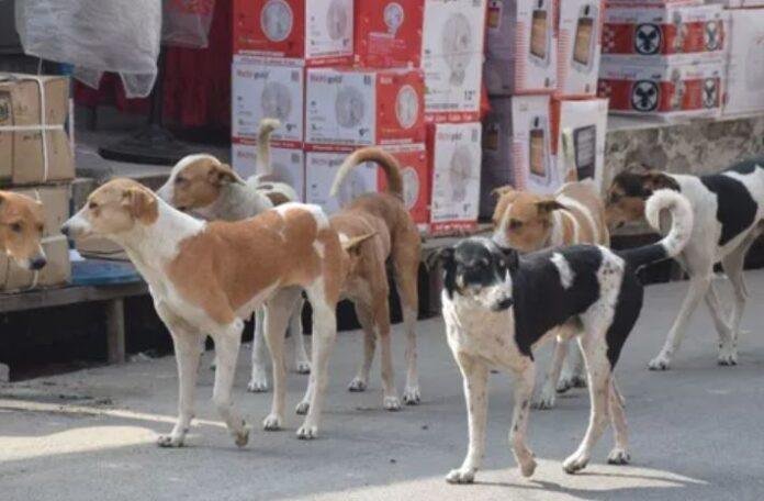 Ranchi Dog Shelter: बड़गाई में बनेगा पशु आश्रय और जन्म नियंत्रण केंद्र, 2.1 करोड़ रुपये जारी