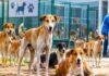 Ranchi Dog Hospital:रांची के बड़गाईं में 2.05 करोड़ से बनेगा Dog Hospital, स्थानीय लोगों ने किया विरोध