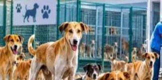 Ranchi Dog Hospital:रांची के बड़गाईं में 2.05 करोड़ से बनेगा Dog Hospital, स्थानीय लोगों ने किया विरोध