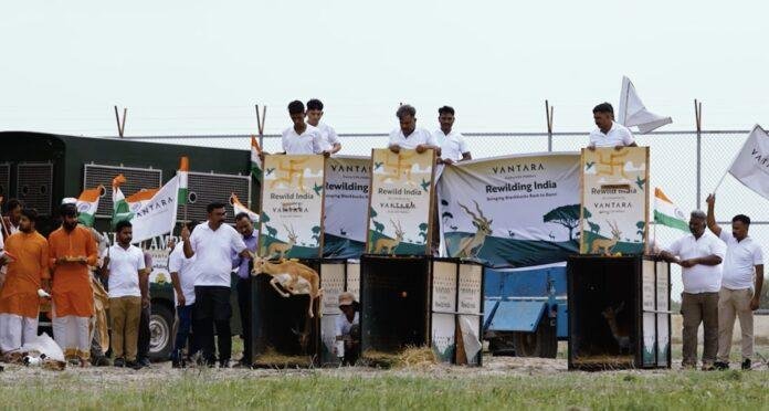 Banni Blackbuck Rehabilitation Banni Blackbuck Rehabilitation