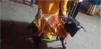 पूर्वी चंपारण में बकरे का अनोखा जन्मदिन