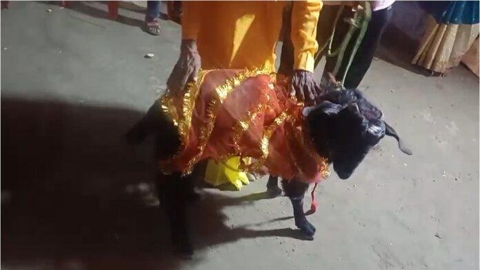 पूर्वी चंपारण में बकरे का अनोखा जन्मदिन