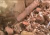Hazaribagh Silver Coins Found
