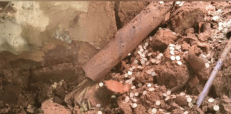 Hazaribagh Silver Coins Found