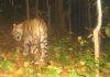 Garhwa Tiger News: गढ़वा के जंगल में बाघ की पुष्टि, भैंस का शिकार करने के बाद वन विभाग अलर्ट Garhwa Tiger News