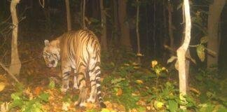 Garhwa Tiger News