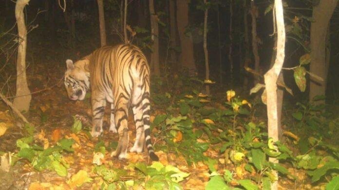Garhwa Tiger News