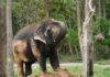 World Elephant Day 2026