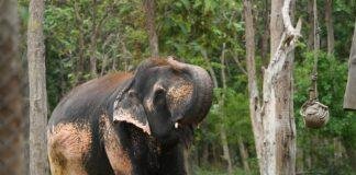 World Elephant Day 2026