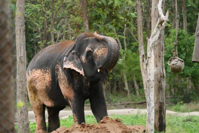 World Elephant Day 2026