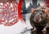Ranchi Leptospirosis Cases