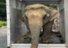 Joymoti Elephant Airlift