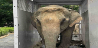 Joymoti Elephant Airlift