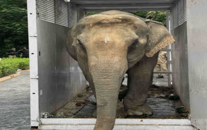 Joymoti Elephant Airlift