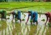 Jharkhand Weather: अगस्त की बारिश ने खत्म किया सूखे का संकट, 87 फीसदी खेतों में धान की रोपनी पूरी