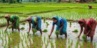 Jharkhand Weather: अगस्त की बारिश ने खत्म किया सूखे का संकट, 87 फीसदी खेतों में धान की रोपनी पूरी