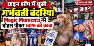 Ormanjhi News: वाइन शॉप में घुसी गर्भवती बंदरिया, Magic Moments की बोतल पीकर स्टाफ को काटा