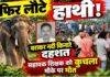 Dhanbad Elephant Attack: टुंडी में हाथियों के झुंड ने सहायक शिक्षक को कुचला, मौके पर मौत