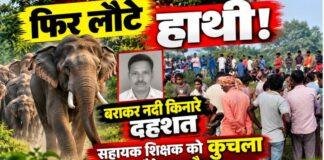Dhanbad Elephant Attack: टुंडी में हाथियों के झुंड ने सहायक शिक्षक को कुचला, मौके पर मौत