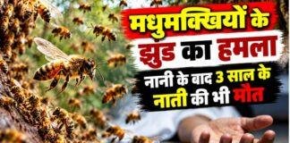Latehar News: मधुमक्खियों के झुंड का हमला, नानी के बाद 3 साल के नाती की भी मौत