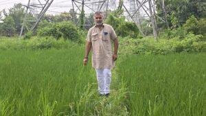Gaya Kala Namak Rice Farming 2