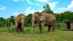 Vantara Laos Elephant Conservation 2