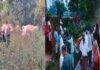 Giridih Elephant Attack: करमा अखाड़ा जा रहे दंपती पर हाथी का हमला, पति की मौत और पत्नी गंभीर