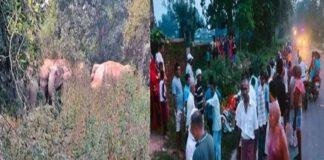 Giridih Elephant Attack: करमा अखाड़ा जा रहे दंपती पर हाथी का हमला, पति की मौत और पत्नी गंभीर