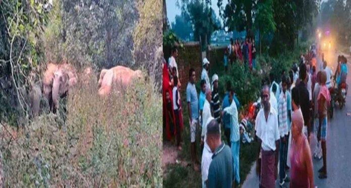 Giridih Elephant Attack: करमा अखाड़ा जा रहे दंपती पर हाथी का हमला, पति की मौत और पत्नी गंभीर