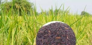 Gaya Kala Namak Rice Farming