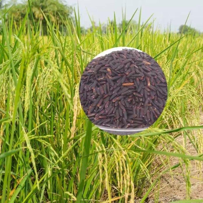 Gaya Kala Namak Rice Farming