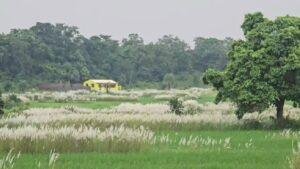 Jamshedpur Kashi White Flowers 2