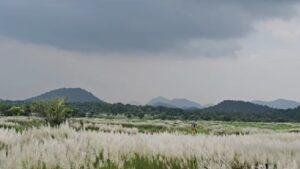 Jamshedpur Kashi White Flowers 1