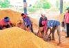 Jharkhand Paddy Procurement 2026-27: झारखंड में 15 दिसंबर से धान खरीद की तैयारी, किसानों के लिए e-KYC और जमीन सत्यापन अनिवार्य Jharkhand Paddy Procurement 2026-27: झारखंड में 15 दिसंबर से धान खरीद की तैयारी, किसानों के लिए e-KYC और जमीन सत्यापन अनिवार्य