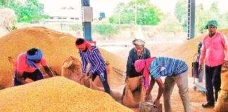 Jharkhand Paddy Procurement 2026-27: झारखंड में 15 दिसंबर से धान खरीद की तैयारी, किसानों के लिए e-KYC और जमीन सत्यापन अनिवार्य