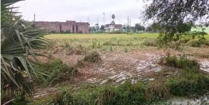 Arnab Cyclone Effect: बिहार के बाढ़ में अर्नब साइक्लोन का कहर, 50 से 55% धान की फसल बर्बाद होने की आशंका